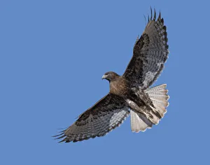 Ferruginous Hawk, hovering over the grassland Ferruginous Hawk, hovering over the grassland