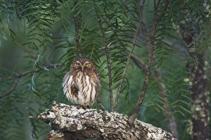 Ferruginous Pygmy-Owl, Glaucidium brasilianum, adult perched, Willacy County, Rio Grande Valley Ferruginous Pygmy-Owl, Glaucidium brasilianum, adult perched, Willacy County, Rio Grande Valley
