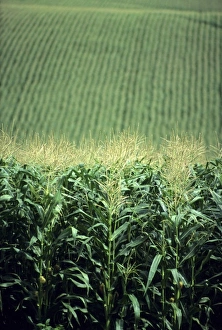 Maize Plant Prints: Field of corn