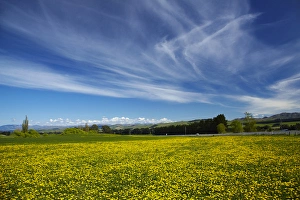 Field of dandelions, near Greta Valley, North Canterbury, South Island, New Zealand Field of dandelions, near Greta Valley, North Canterbury, South Island, New Zealand