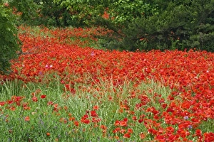 Field of hybrid poppy flowers planted along roadway, North Carolina Papaveraceae spp Field of hybrid poppy flowers planted along roadway, North Carolina Papaveraceae spp
