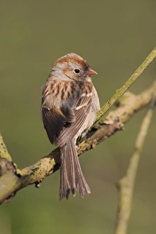 Field Sparrow Spizella pusilla Field SparrowSpizella pusilla Field SparrowSpizella Field Sparrow Spizella pusilla Field SparrowSpizella pusilla Field SparrowSpizella