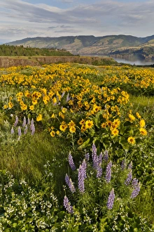 Fields of Balsamroot and Lupine on the Hills above the Columbia River Rowena, Oregon Fields of Balsamroot and Lupine on the Hills above the Columbia River Rowena, Oregon
