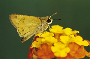 Prints of Fiery Skipper, Hylephila phyleus, adult on Texas Lantana (Lantana urticoides), Willacy County, Rio Grande Valley, Texas, USA Fiery Skipper Prints: Fiery Skipper Print, Willacy County, Texas