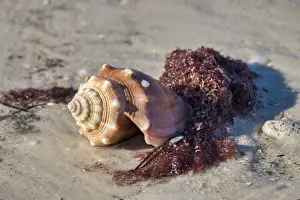 Fighting conch shell, Honeymoon Island State Park, Dunedin, Florida, USA Fighting conch shell, Honeymoon Island State Park, Dunedin, Florida, USA