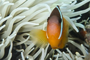 Fiji Anemonefish (Amphiprion barberi) , Sheltering in host anemone for protection, Fiji Fiji Anemonefish (Amphiprion barberi) , Sheltering in host anemone for protection, Fiji