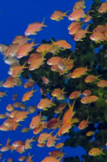 Fiji. Schooling scalefin anthia fish. Credit as: Jones & Shimlock / Jaynes Gallery / DanitaDelimont Fiji. Schooling scalefin anthia fish. Credit as: Jones & Shimlock / Jaynes Gallery / DanitaDelimont