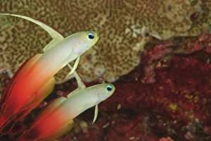 Fire Dartfish (Nemateleotris magnifica) Banda Sea, Indonesia Fire Dartfish (Nemateleotris magnifica) Banda Sea, Indonesia