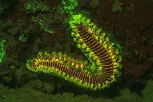 Fire Worm, Night Fluorescing, Bonaire, Caribbean Fire Worm, Night Fluorescing, Bonaire, Caribbean