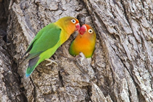 Two Fischers Lovebirds (Agapornis fischeri) nuzzle eachother, Ngorongoro Conservation Area Two Fischers Lovebirds (Agapornis fischeri) nuzzle eachother, Ngorongoro Conservation Area