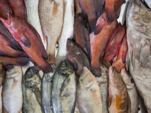 Fish market in Mercado Municipal di Praia in Plato. The capital Praia on Santiago Island Fish market in Mercado Municipal di Praia in Plato. The capital Praia on Santiago Island