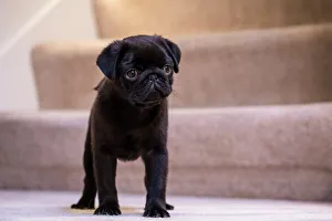 Fitzgerald, a 10 week old black Pug puppy standing on a carpeted stairwell. (PR) Fitzgerald, a 10 week old black Pug puppy standing on a carpeted stairwell. (PR)