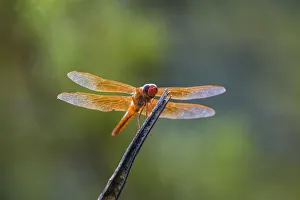 Flame skimmer (Libellula saturata) dragonfly on perch Flame skimmer (Libellula saturata) dragonfly on perch