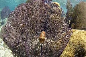 Flamingo Tongue (Cyphoma gibbous) on Common Sea Fan (Gorgonia ventalina) Flamingo Tongue (Cyphoma gibbous) on Common Sea Fan (Gorgonia ventalina)
