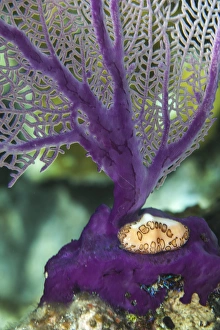 A flamingo tongue snail climbs across an iridescent purple soft coral in the underwater A flamingo tongue snail climbs across an iridescent purple soft coral in the underwater