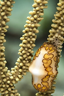 A flamingo tongue snail climbs across soft coral in the underwater macro photo near A flamingo tongue snail climbs across soft coral in the underwater macro photo near