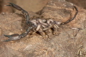 Flat Rock Scorpion Hadogenes paucidens Native to Africa Flat Rock Scorpion Hadogenes paucidens Native to Africa