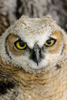 Fledgling great horned owl poratrait in Cottonwood, South Dakota, USA Fledgling great horned owl poratrait in Cottonwood, South Dakota, USA