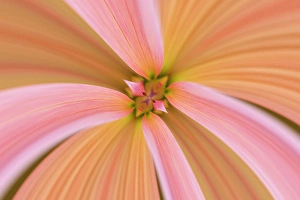 Flipped and mirrored Close-up of Dahlia flower, Dahlia spp. Rockport, Maine Flipped and mirrored Close-up of Dahlia flower, Dahlia spp. Rockport, Maine