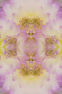 Flipped pattern, Dahlia Flowers, Birmingham, AL Flipped pattern, Dahlia Flowers, Birmingham, AL