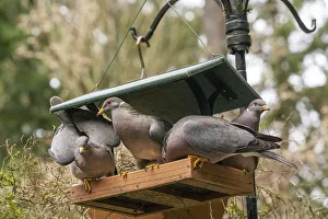 Flock of Band-tailed Pigeons cramming into a birdfeeder Flock of Band-tailed Pigeons cramming into a birdfeeder