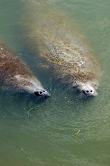 Florida, 2 manatees in Intercoastal Waterway at Merritt Island National Wildlife Refuge Florida, 2 manatees in Intercoastal Waterway at Merritt Island National Wildlife Refuge