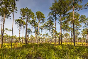 Florida. pine forest is maintained by periodic, low intensity fires Florida. pine forest is maintained by periodic, low intensity fires