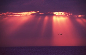 Florida, Sanibel Island. A sunset with Gods rays and a pelican Florida, Sanibel Island. A sunset with Gods rays and a pelican