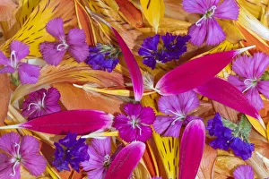 Flower petals arrangement, Marion County, Illinois Flower petals arrangement, Marion County, Illinois