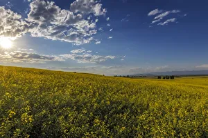 Flowering canola in the Flathead Valley, Montana, USA Flowering canola in the Flathead Valley, Montana, USA
