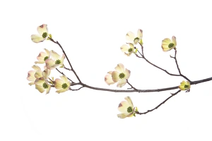 Flowering Dogwood (Cornus florida) branch on white background, Marion Co., IL Flowering Dogwood (Cornus florida) branch on white background, Marion Co., IL