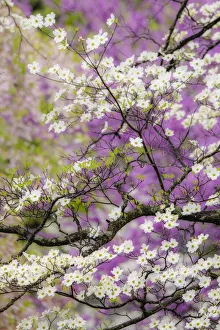 Flowering dogwood tree and distant Eastern redbud, Kentucky Flowering dogwood tree and distant Eastern redbud, Kentucky