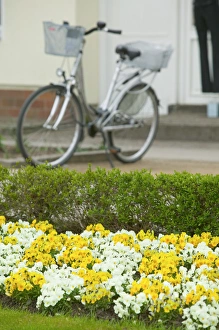 flowers and bicycle flowers and bicycle