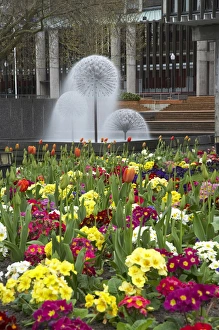 Flowers, Victoria Square, and Town Hall Fountain, Christchurch, Canterbury, South Island Flowers, Victoria Square, and Town Hall Fountain, Christchurch, Canterbury, South Island