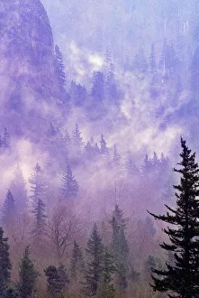 Fog nestled in the trees in the Columbia River Gorge after a storm. Oregon, USA Fog nestled in the trees in the Columbia River Gorge after a storm. Oregon, USA