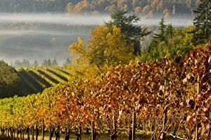 Fog pools in a finger of the Willamette Valley seen from Maresh vineyard in the Red Fog pools in a finger of the Willamette Valley seen from Maresh vineyard in the Red