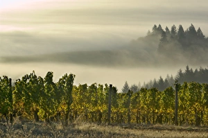 Fog pools in the Willamette Valley with Douglas firs poking out as seen from Maresh Fog pools in the Willamette Valley with Douglas firs poking out as seen from Maresh