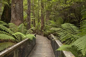 Tasmanian Wilderness Walks Prints: Footpath Through
