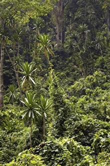 Forest Lobelia (Lobelia gibberoa) in the Mobuku Valley in the high mountains of the Rwenzoris Forest Lobelia (Lobelia gibberoa) in the Mobuku Valley in the high mountains of the Rwenzoris