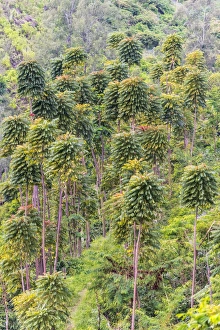Framed Print : East Java Mountain Forest Print Framed Print : East Java Mountain Forest Print