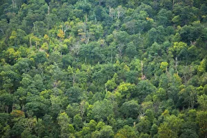 Forest, Shenandoah, Blue Ridge Parkway, Smoky Mountains, USA Forest, Shenandoah, Blue Ridge Parkway, Smoky Mountains, USA