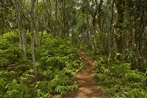 Forest, Takitoa Ridge Track, Raemaru Mountain, Rarotonga, Cook Islands, South Pacific Forest, Takitoa Ridge Track, Raemaru Mountain, Rarotonga, Cook Islands, South Pacific