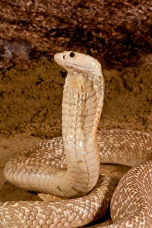 Formosan Cobra, Naja naja formosa, Native to Ceylon Formosan Cobra, Naja naja formosa, Native to Ceylon
