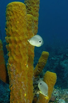 Foureye Butterflyfish (Chaetodon capistratus) picking at tube sponges Hol Chan Marine Preserve Foureye Butterflyfish (Chaetodon capistratus) picking at tube sponges Hol Chan Marine Preserve
