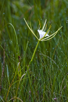 The fragrant alligator lily, Hymenocallis palmeri, is a perennial flower found in open The fragrant alligator lily, Hymenocallis palmeri, is a perennial flower found in open