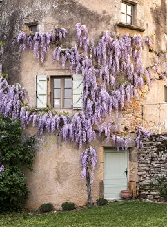 France, La Garrigue. Mas de Garrigue, wisteria growing on a turret of the home. (PR) France, La Garrigue. Mas de Garrigue, wisteria growing on a turret of the home. (PR)