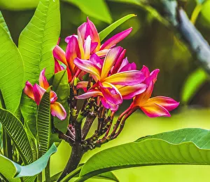 Frangipani Plumeria, Moorea, Tahiti, French Polynesia Frangipani Plumeria, Moorea, Tahiti, French Polynesia