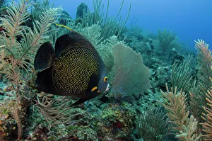 French Angelfish (Pomacanthus pari), Hol Chan Marine Reserve, Ambergris Caye, Belize French Angelfish (Pomacanthus pari), Hol Chan Marine Reserve, Ambergris Caye, Belize