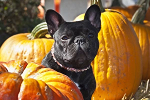 A French Bulldog sitting between a row of pumpkins A French Bulldog sitting between a row of pumpkins