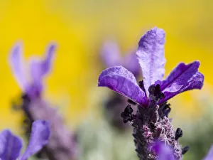 French Lavender or Spanish Lavender, Topped Lavender (Lavandula stoechas) at the Costa Vicentina French Lavender or Spanish Lavender, Topped Lavender (Lavandula stoechas) at the Costa Vicentina